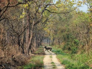 Rhino on sand track in Chitwan National Park