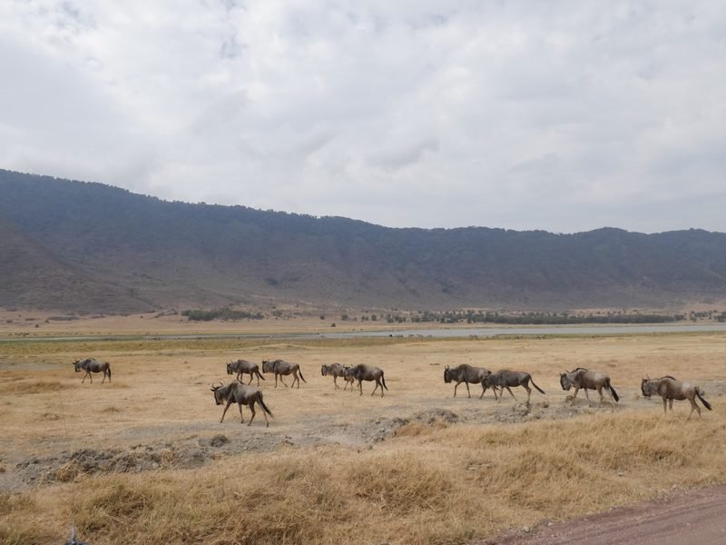 Wildebeest in Ngorongoro