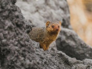 little mongoose by a rock