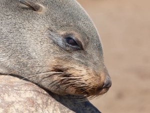 Namibië zeerob