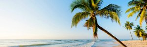 Thailand beach palm tree