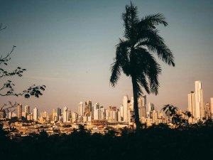 Panama cityscape palm tree silhouette