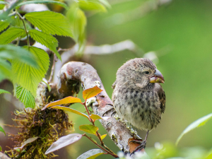 Small Darwin's finch perched on a lichen-covered branch, Galápagos