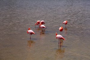 Flock of pink flamingos wading in a shallow lagoon, Galápagos