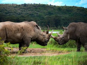 Rhinos