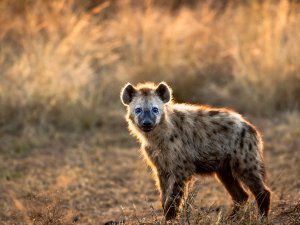 Hyena