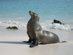 Sea lion sunning on a white sand beach, Galápagos