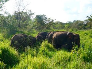 Wild elephants in the grass