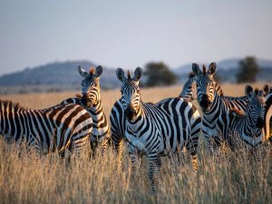 Zebra Tanzania