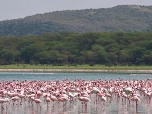 Flamingos next to the lake