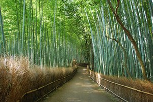 Bamboo grove