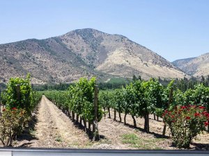 Vineyard in Maipo Valley