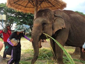 Elephant Chiang Mai Nature Park Thailand