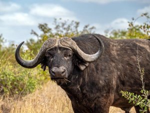 Buffalo