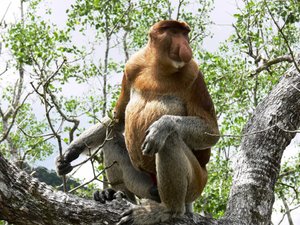 Proboscis monkey borneo