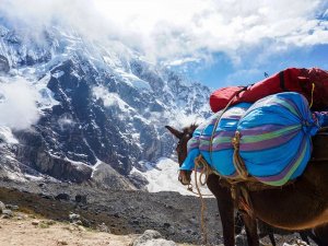 donkey with mountain in background