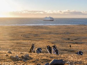 Penguins gathered together cruise ship in background