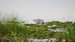 Mossy lake