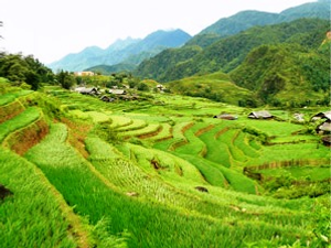 Vietnam Sapa green rice terrace