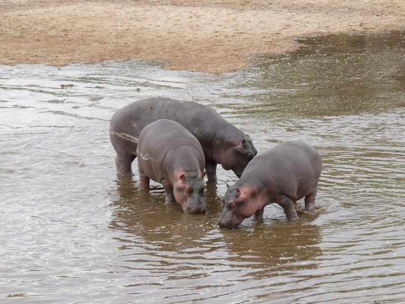 Three hippos
