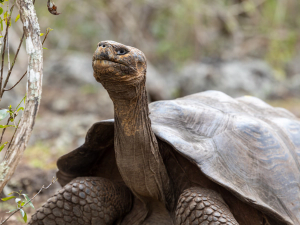 Galápagos giant tortoise with neck outstretched, close-up in the highlands