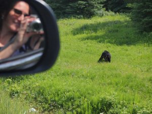 Woman photographing black bear in Jasper National Parkl