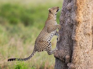 Leopard climbing tree