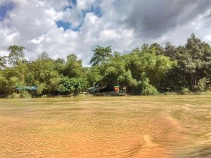 Brown river and trees along the river bank