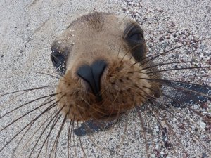 Close up of sea lion with face in camera and large whiskers