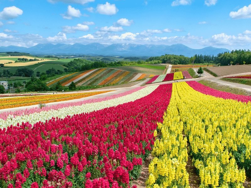 Colorful flower fields near Furano on Hokkaido