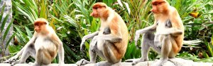 Borneo monkey