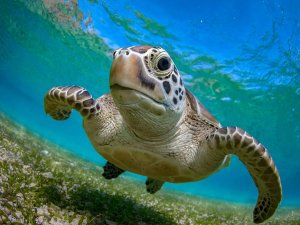 Turtle swimming underwater