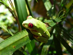 Costa Rica Puerto Viejo wildlife red eye frog