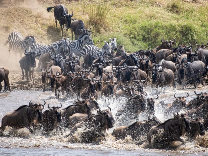 Vast herds of animals crossing the river
