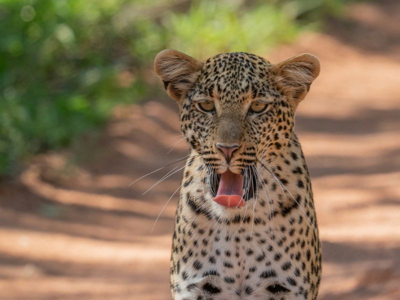 leopard