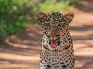 leopard