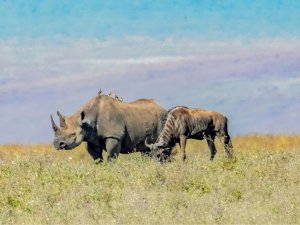 Rhinos in Tanzania