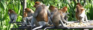 Probiscis monkeys