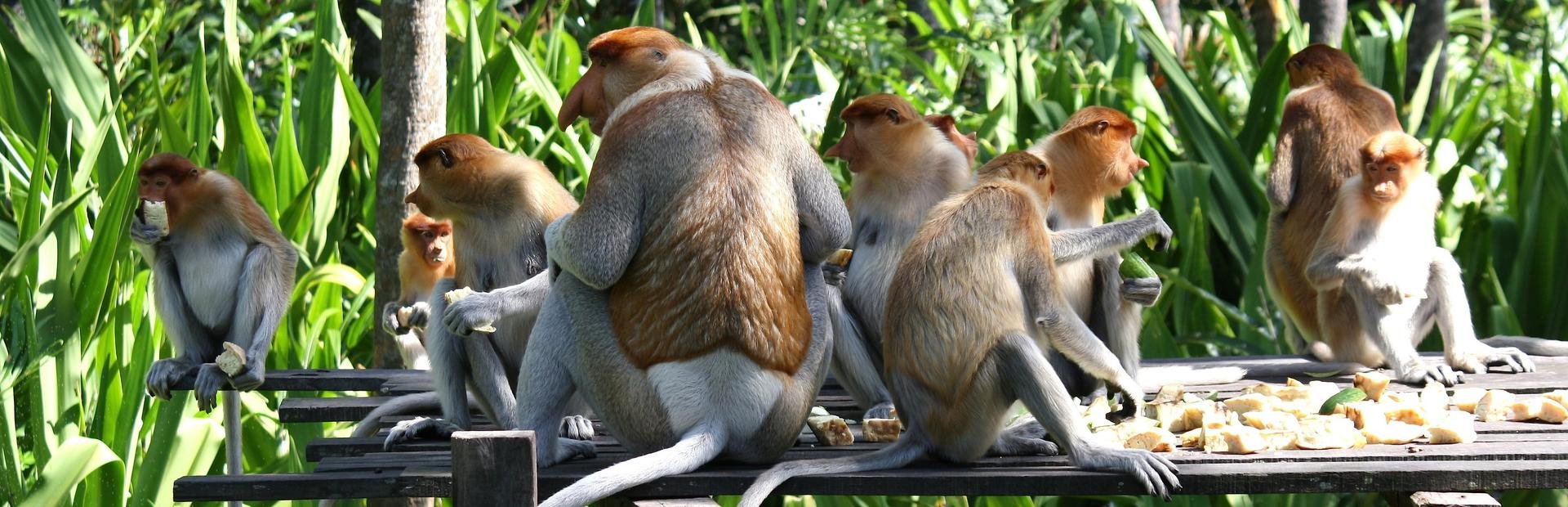 Probiscis monkeys