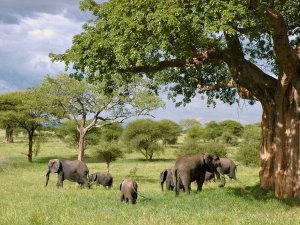 Wild elephant herd in the Serengeti