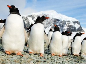 Antarctica