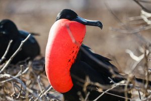 Male frigatebird with inflated red throat pouch, Galápagos
