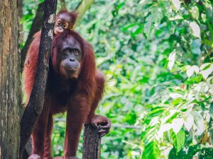 Orangutan with baby