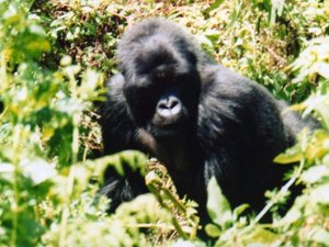 Gorilla