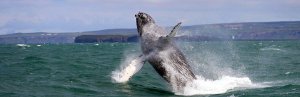 A humpback whale breaches high out of choppy green water, creating a large splash, with distant cliffs in the background in Iceland.