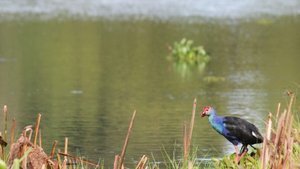 Colourful bird sitting on the edge of lake