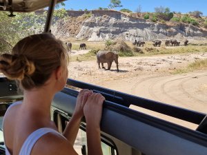 Tarangire National Park safari