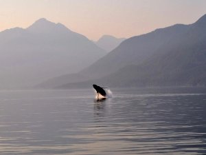 Orca jumping