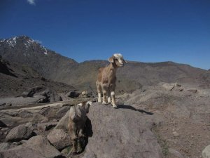 Goats on rocks in Atlas Mountains