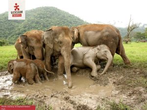 Elephants